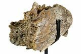 Hadrosaur (Edmontosaurus) Jaw Section with Teeth - Wyoming #377640-6